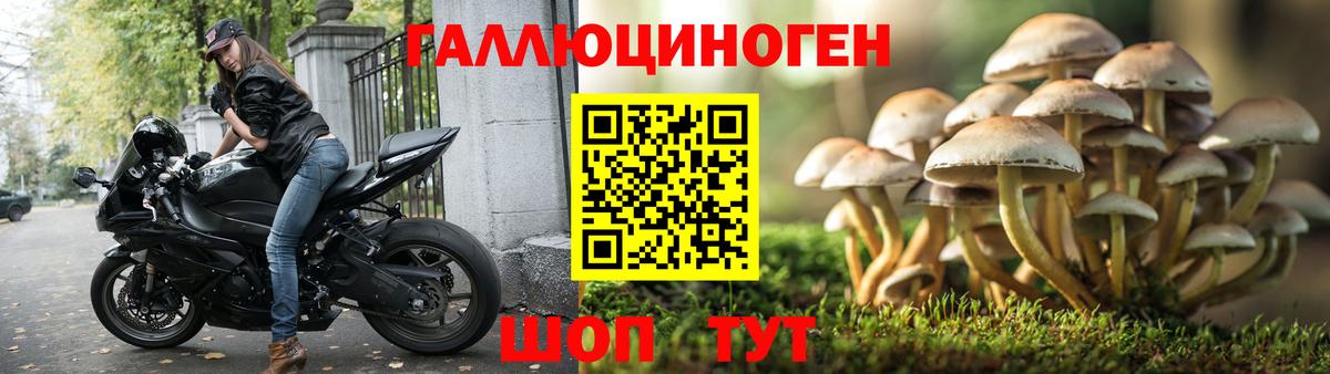 Галлюциногенные грибы Cubensis Аргун